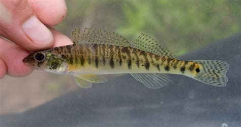 Logperch .